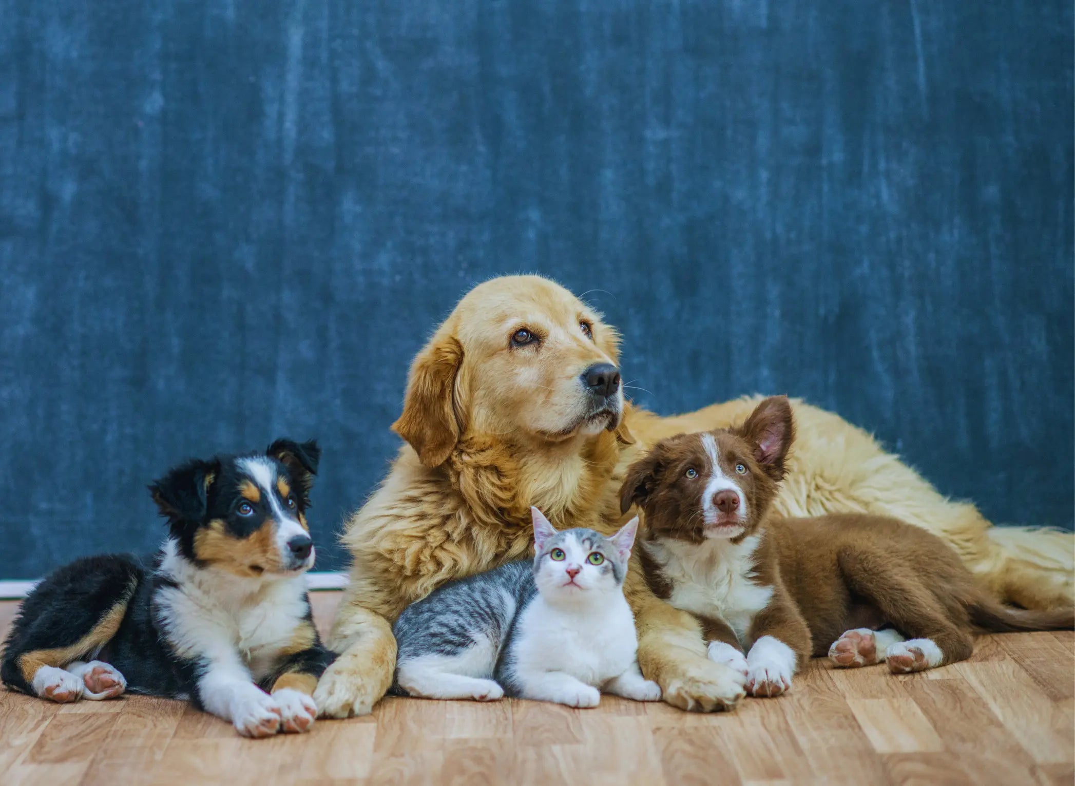 PET SUPPLIES & FURNITURE Wise Galleria