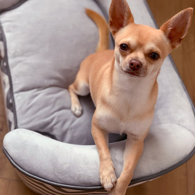 PawHut Dog Sofa Pet Couch for XS Dogs w/ Removable Sponge Padded Cushion - Grey 
