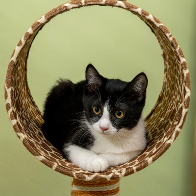 PawHut Giraffe-Designed Cat Tree, with Scratching Posts, Cat Tunnel, Toy Ball - Beige 