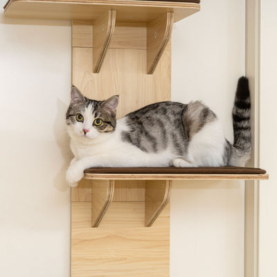 PawHut 4-Level Door Mounted Cat Tree with Washable Plush Mats, Toy Balls, Door Hanging Cat Shelf for Indoor Cats 