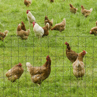 PawHut 0.6M x 10M Chicken Wire Mesh Roll Rabbit Poultry Animal Fence PVC Coated Steel Metal Garden Netting Fencing 